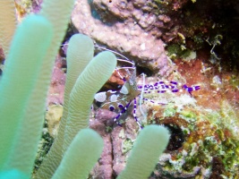 Spotted Cleaner Shrimp IMG 7091